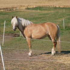 Haflinger Fiona solgt