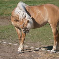 Haflinger Fiona solgt