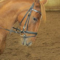 Anden særlig race Quintus Kashmir