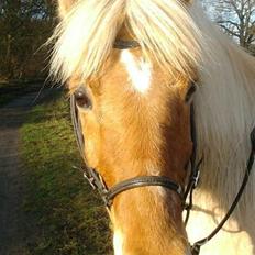 Islænder Bibob {Breinie}