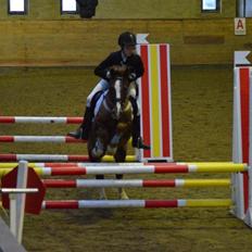 New Forest Spangbo's Malta