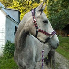 Dansk Varmblod Saxo Special