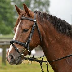 New Forest Spangbo's Malta