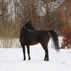 Dansk Varmblod Vestervang´s Lupus