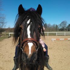 Anden særlig race Anton Berg