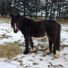 Anden særlig race Anton Berg