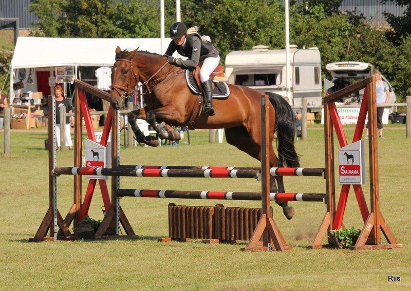 Dansk Varmblod Bakkens Chiquita (Baby) billede 19