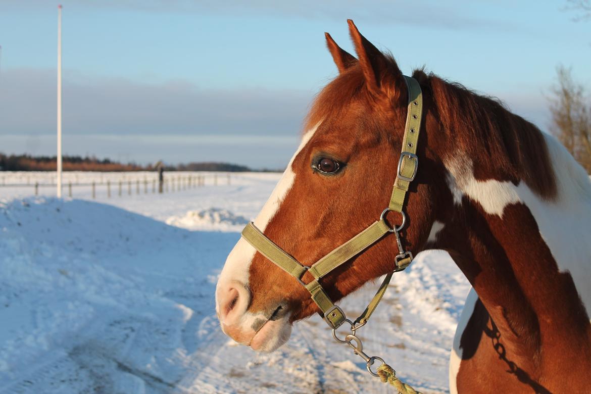 Anden særlig race Bailey<3 - "A friend is someone who knows the song in your heart, and can sing it back to you when you have forgotten the words."<3 billede 6