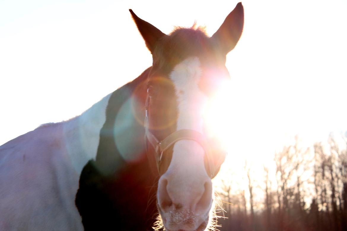 Anden særlig race Bailey<3 - Min solstråle<3 Smid gerne en kommentar og bedømmelse :-) billede 20