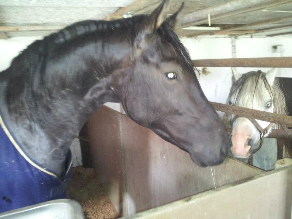 Dansk Varmblod skywalker billede 8