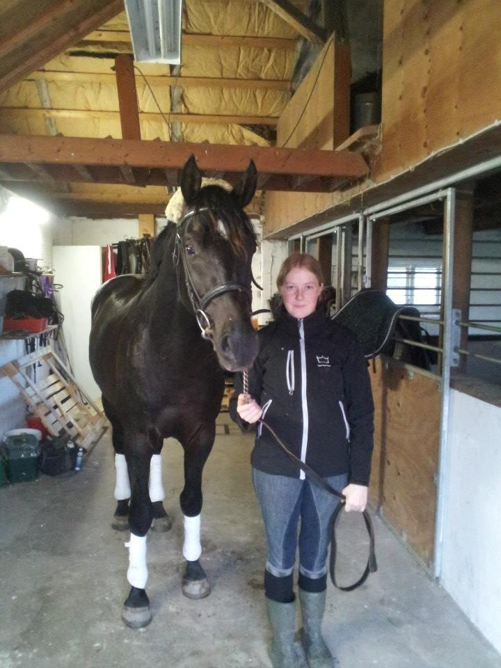 Dansk Varmblod skywalker billede 9