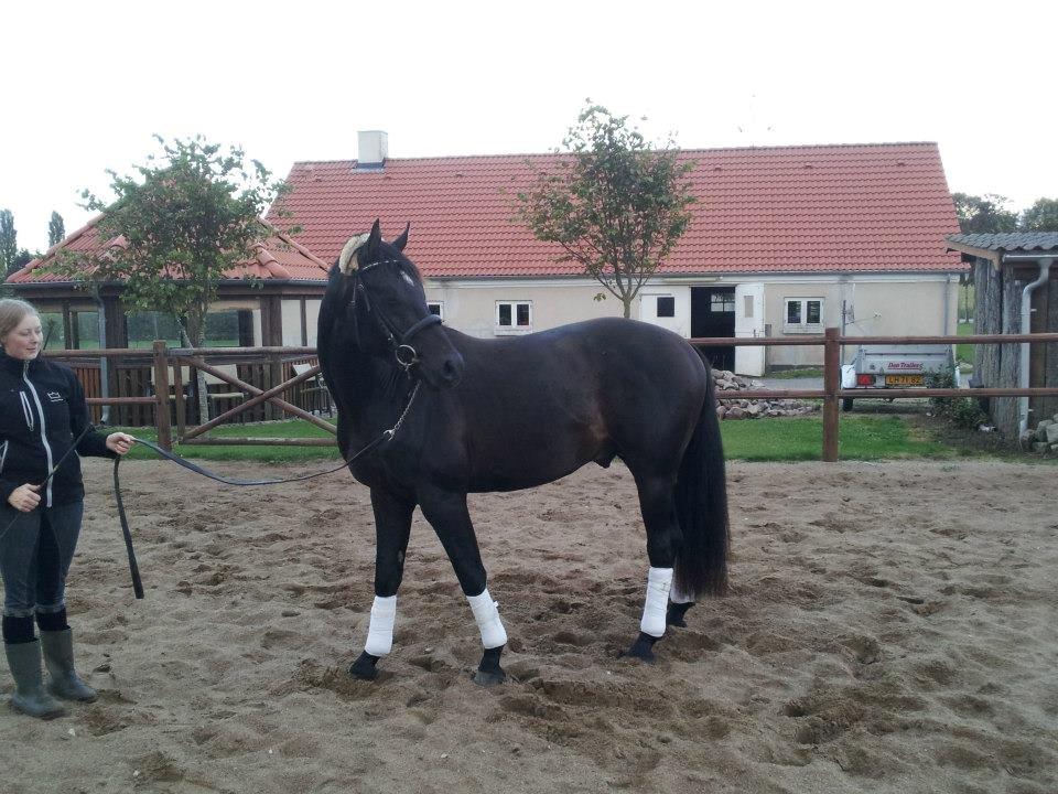 Dansk Varmblod skywalker billede 11