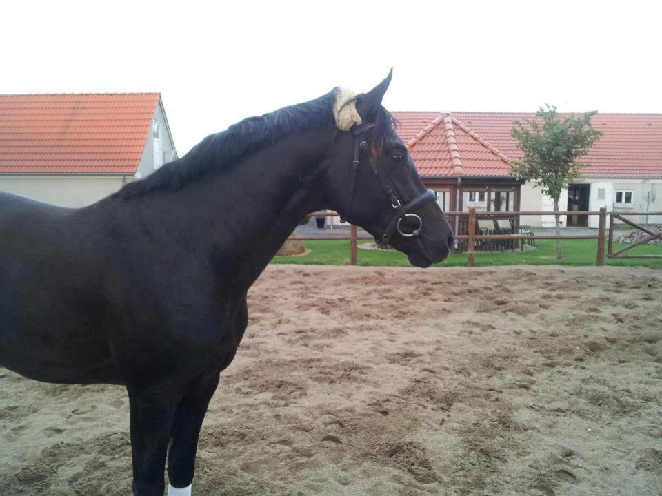 Dansk Varmblod skywalker billede 5