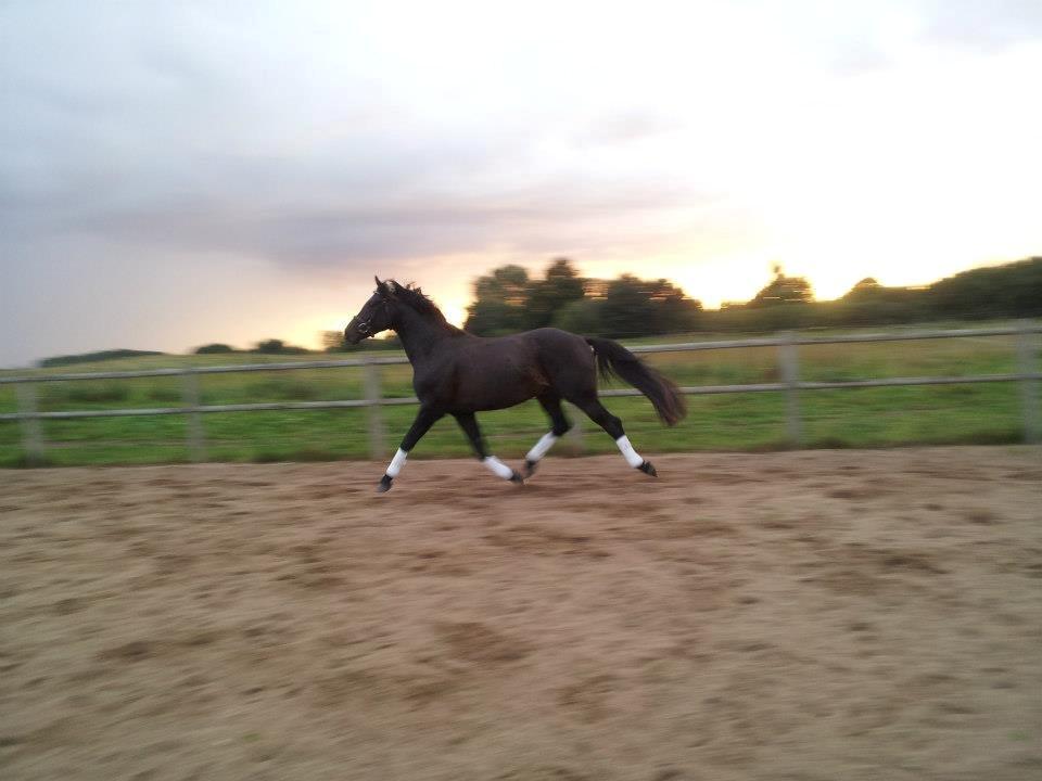 Dansk Varmblod skywalker billede 4