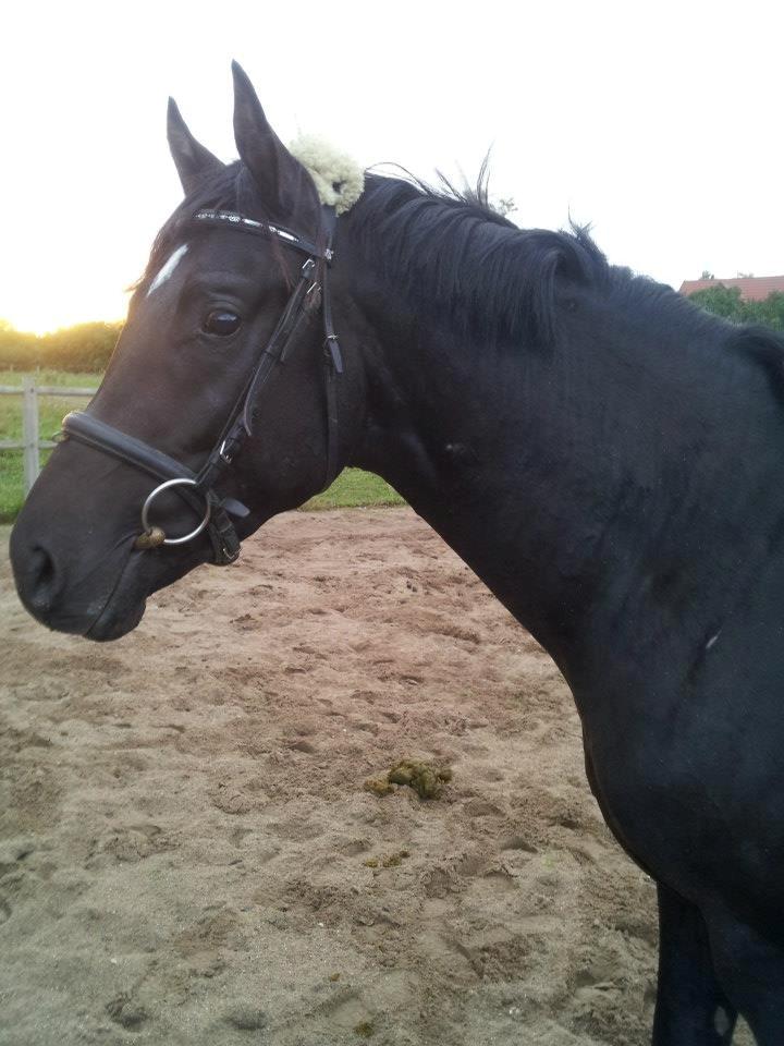 Dansk Varmblod skywalker billede 3