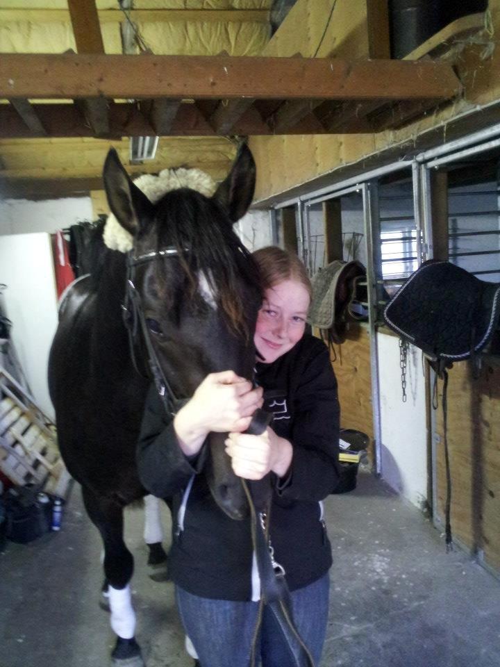 Dansk Varmblod skywalker billede 12