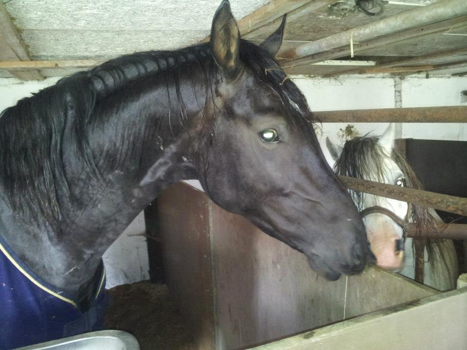 Dansk Varmblod skywalker billede 13