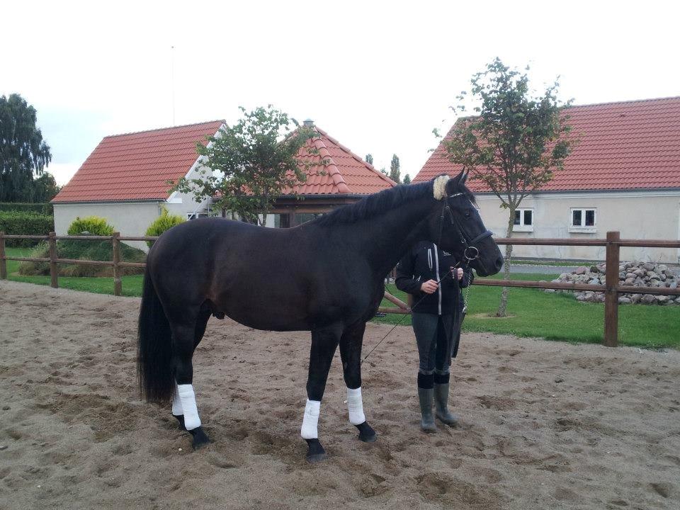 Dansk Varmblod skywalker billede 15