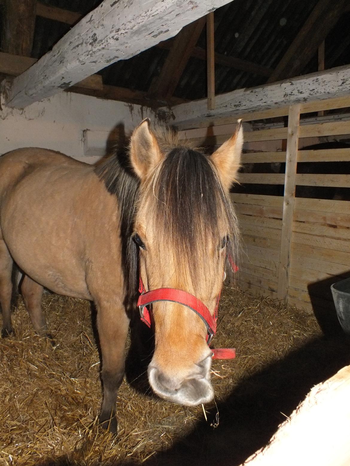 Anden særlig race Mille billede 3