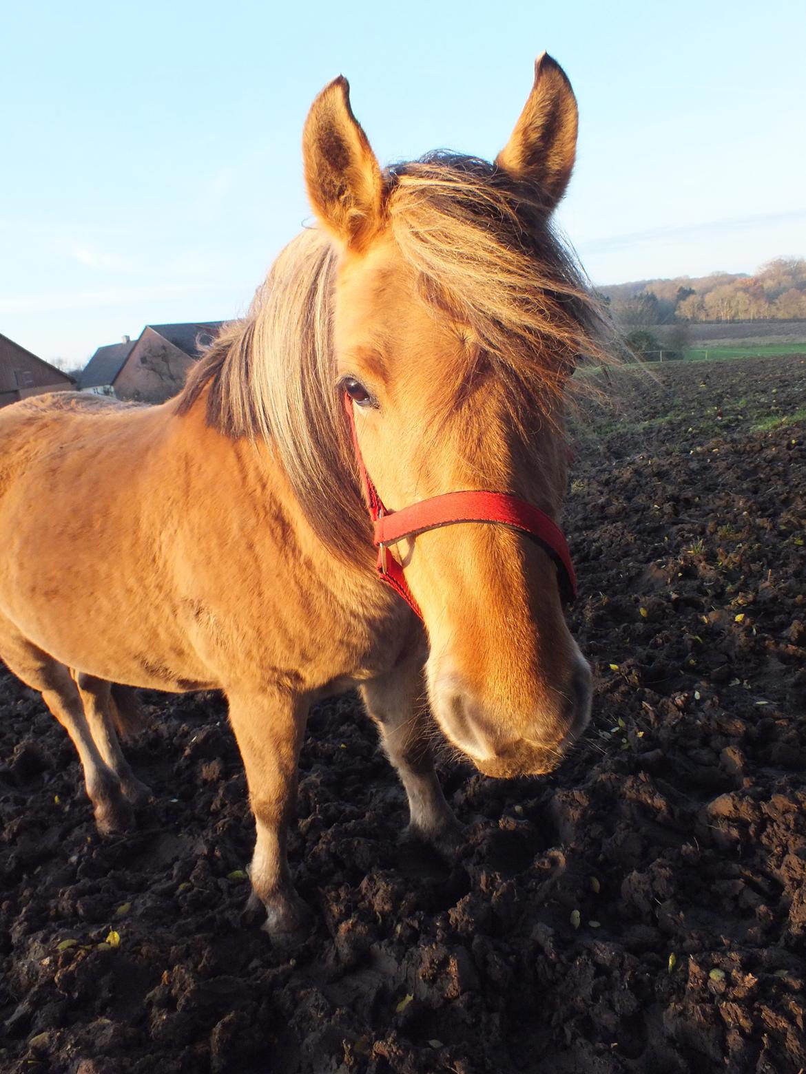 Anden særlig race Mille billede 1