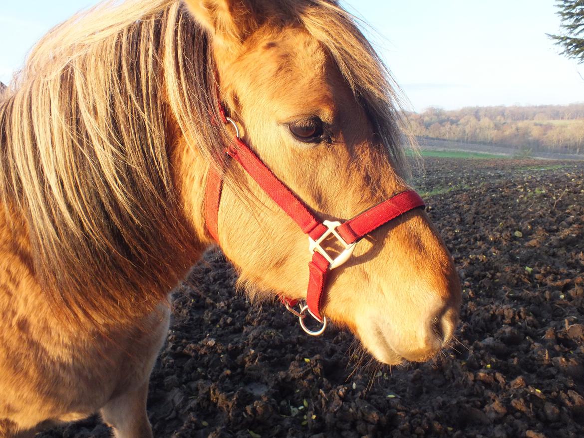Anden særlig race Mille billede 2