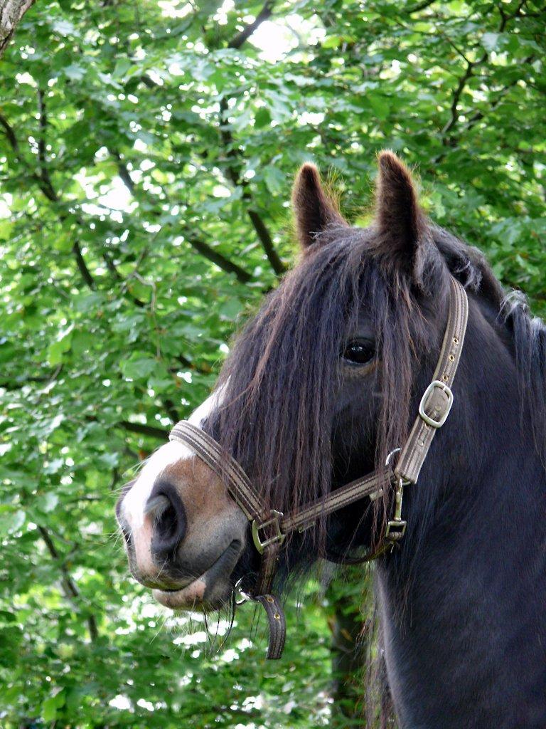 Irish Cob Lærkegaardens Sweetie - Sweeties kønne hoved. Billede lånt af tidligere ejer, Lone. billede 3