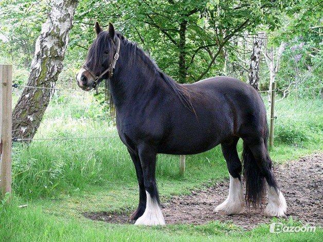 Irish Cob Lærkegaardens Sweetie - Smukke Sweetie i profil. Billede lånt af tidligere ejer, Lone. billede 1