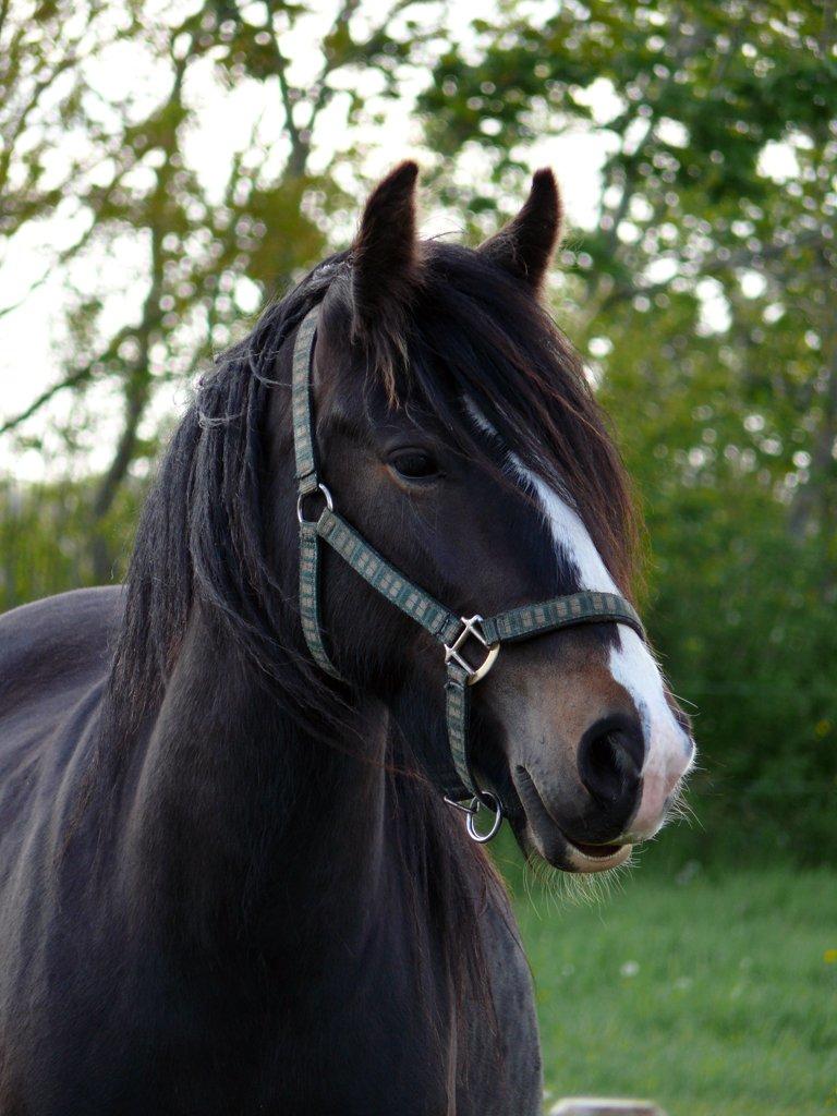 Irish Cob Lærkegaardens Sweetie - Smuk pige. Billede lånt af tidligere ejer, Lone. billede 4