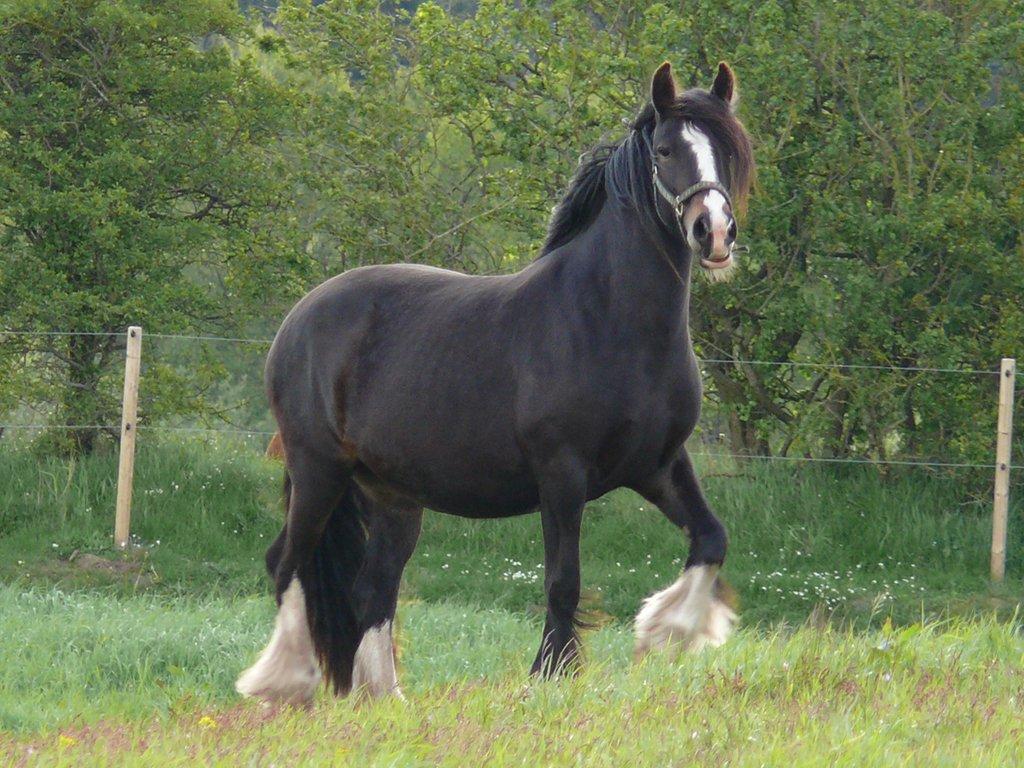 Irish Cob Lærkegaardens Sweetie - Vågen, nysgerrig og vagtsom, smuk er hun. Billede lånt af tidligere ejer, Lone. billede 2