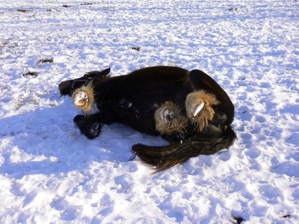 Irish Cob Lærkegaardens Sweetie - En rulletur i sneen er nu skønt. Billede lånt af tidligere ejer, Lone. billede 6