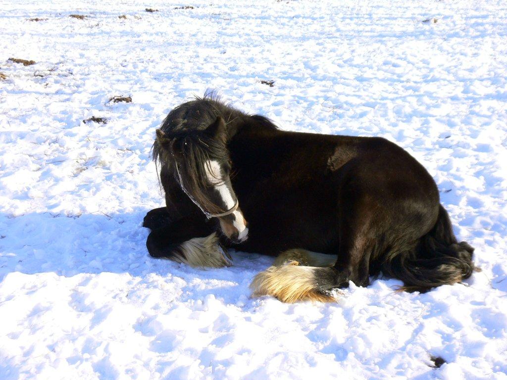 Irish Cob Lærkegaardens Sweetie - Lækkert at ligge i sneen. Billede lånt af tidligere ejer, Lone. billede 7