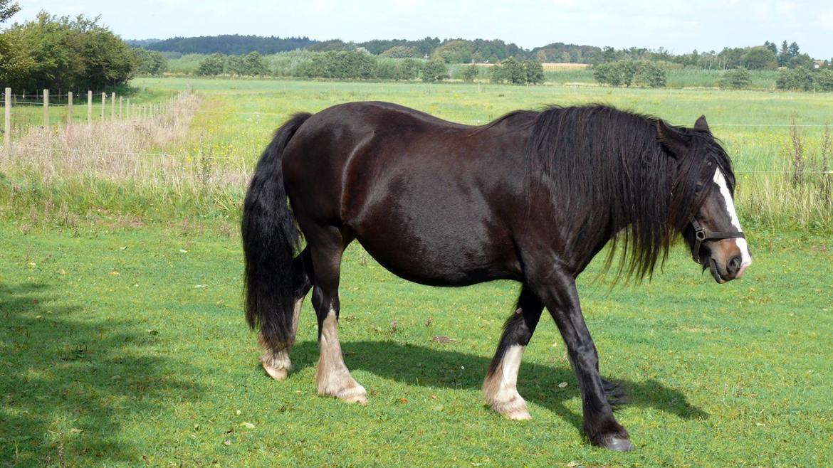 Irish Cob Lærkegaardens Sweetie - Lækker vamset pige. Billede lånt af tidligere ejer, Lone. billede 8