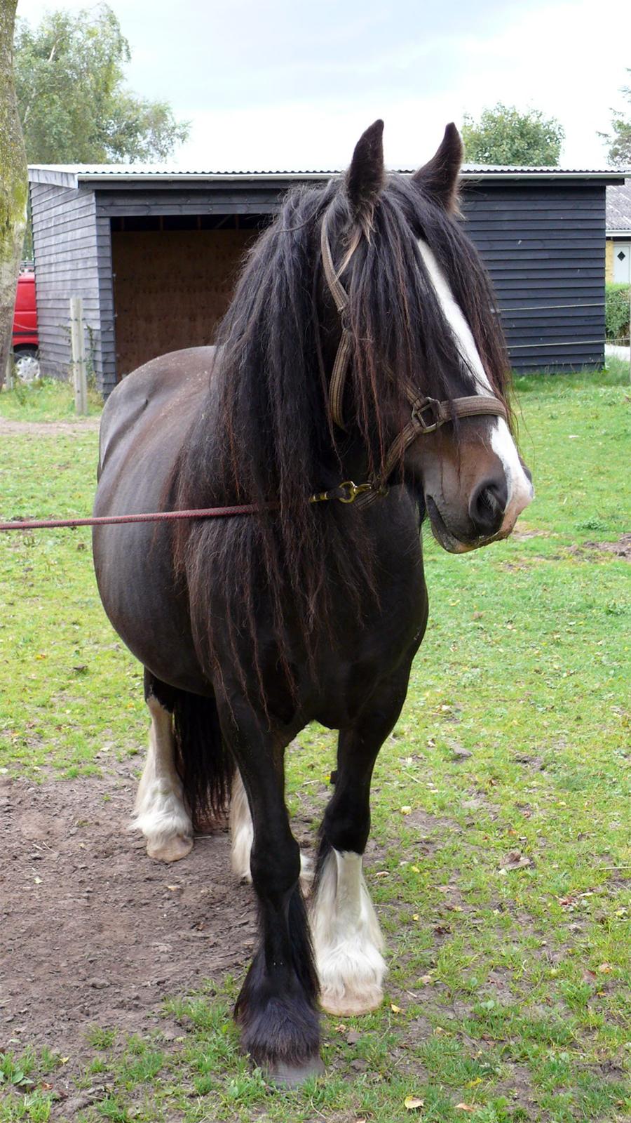 Irish Cob Lærkegaardens Sweetie - Lækker hårbolle, det må nan da sige hun er. Billede lånt af tidligere ejer, Lone. billede 5