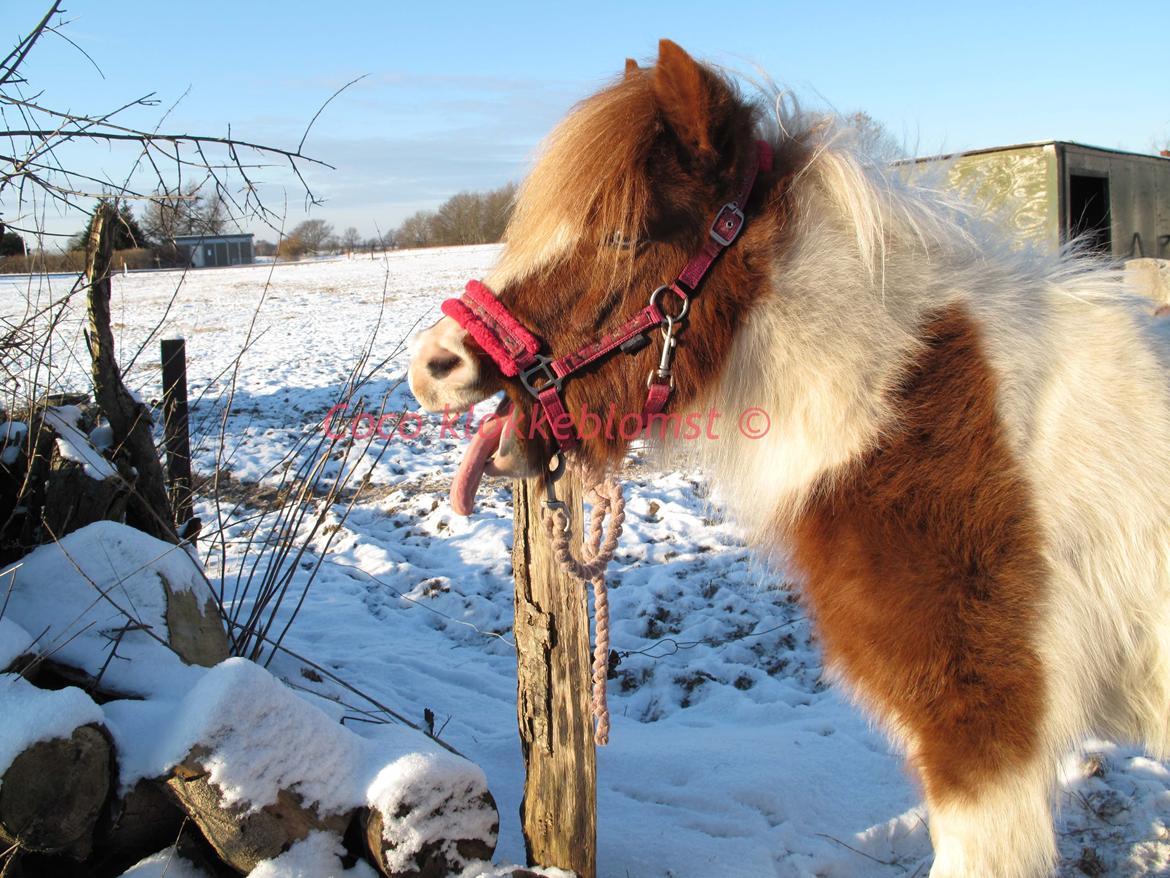 Shetlænder Flaminco *Min Skattebasse<3* - Gaaab gab, der skal gabes godt igemmen... :P billede 8