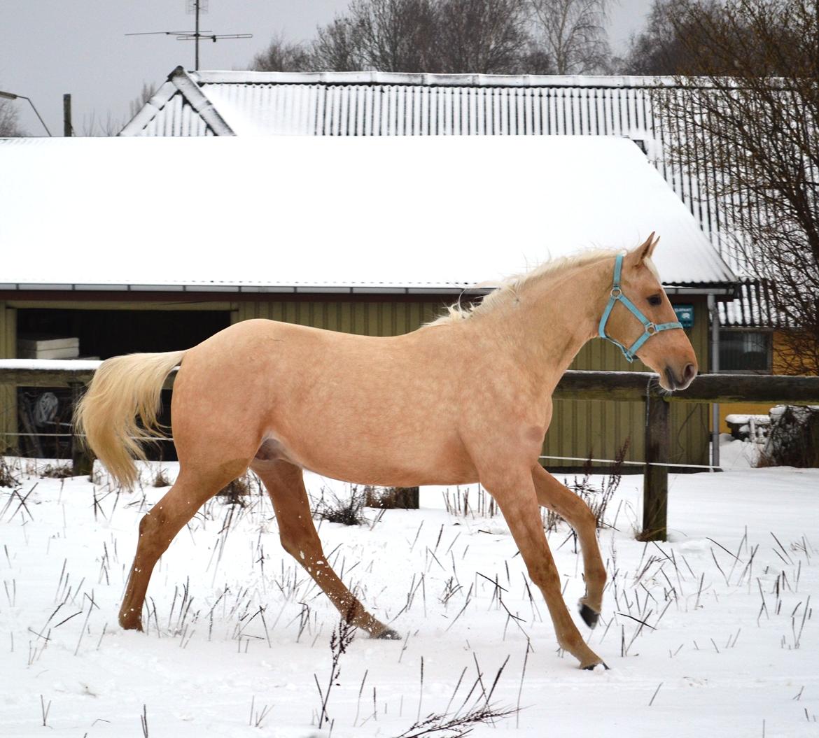 Palomino kvolsbæks westlife wonder billede 1