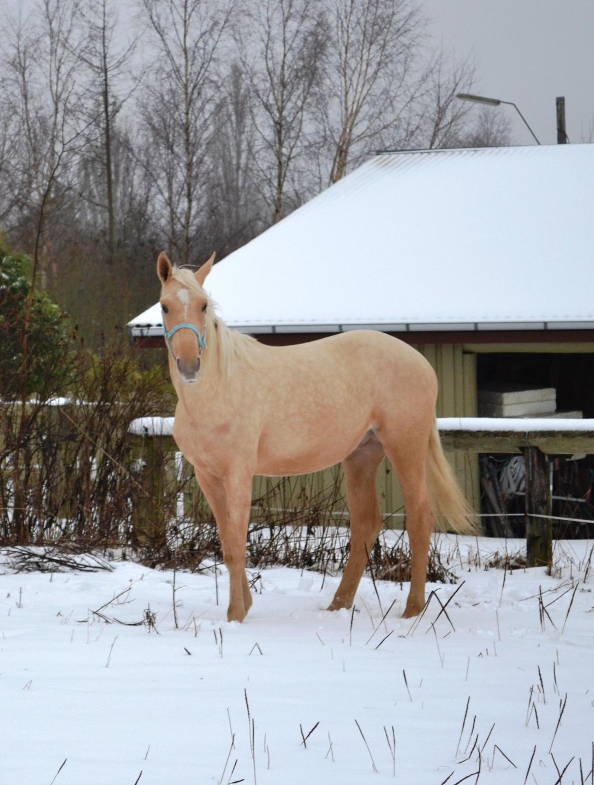 Palomino kvolsbæks westlife wonder billede 5