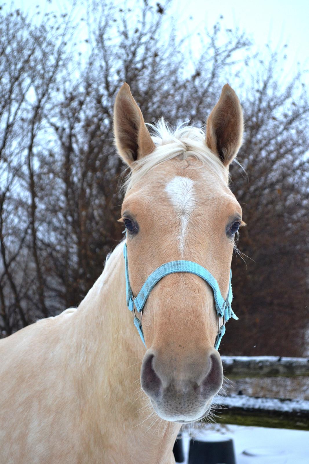 Palomino kvolsbæks westlife wonder billede 7