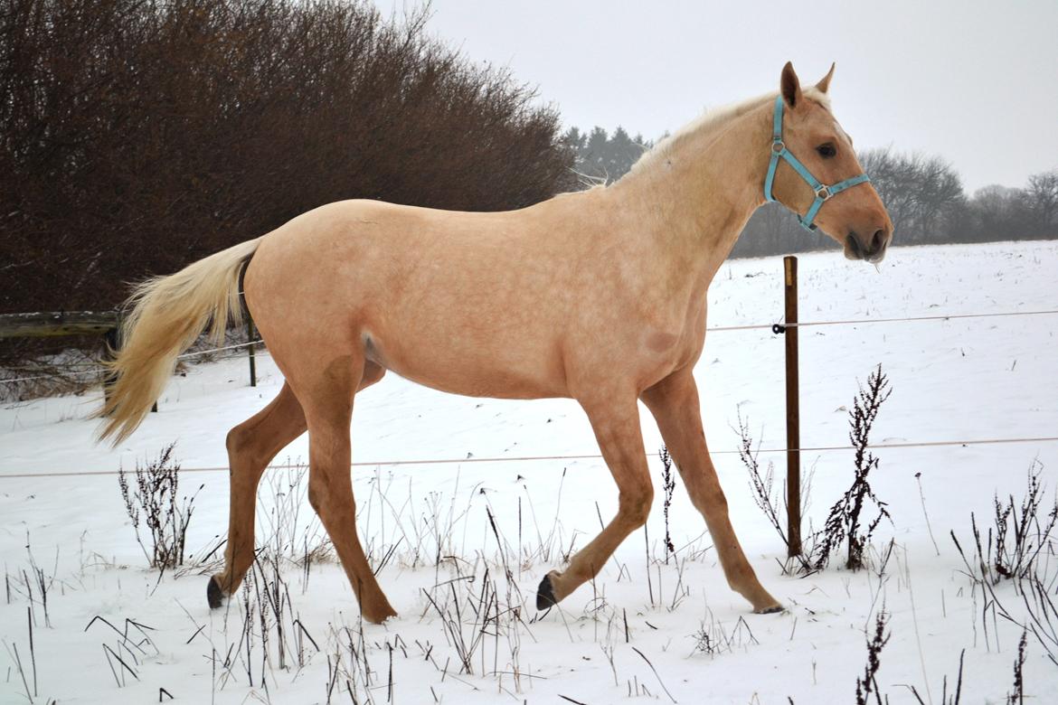 Palomino kvolsbæks westlife wonder billede 2