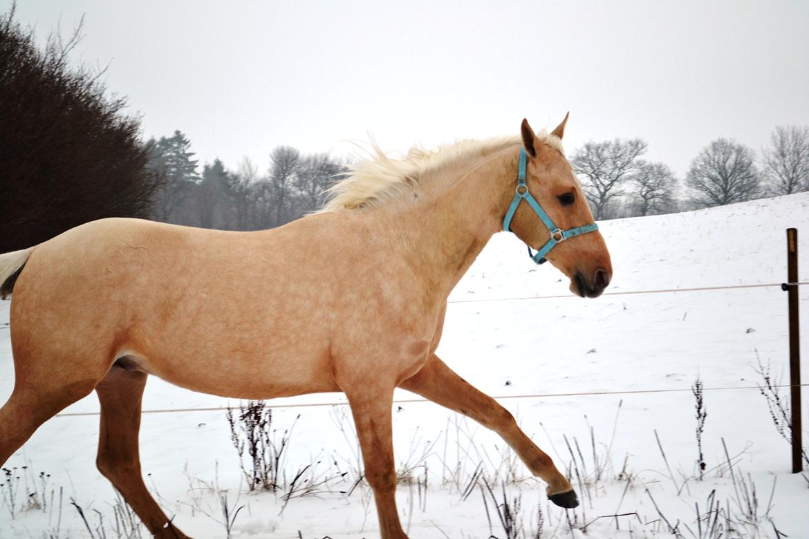 Palomino kvolsbæks westlife wonder billede 8