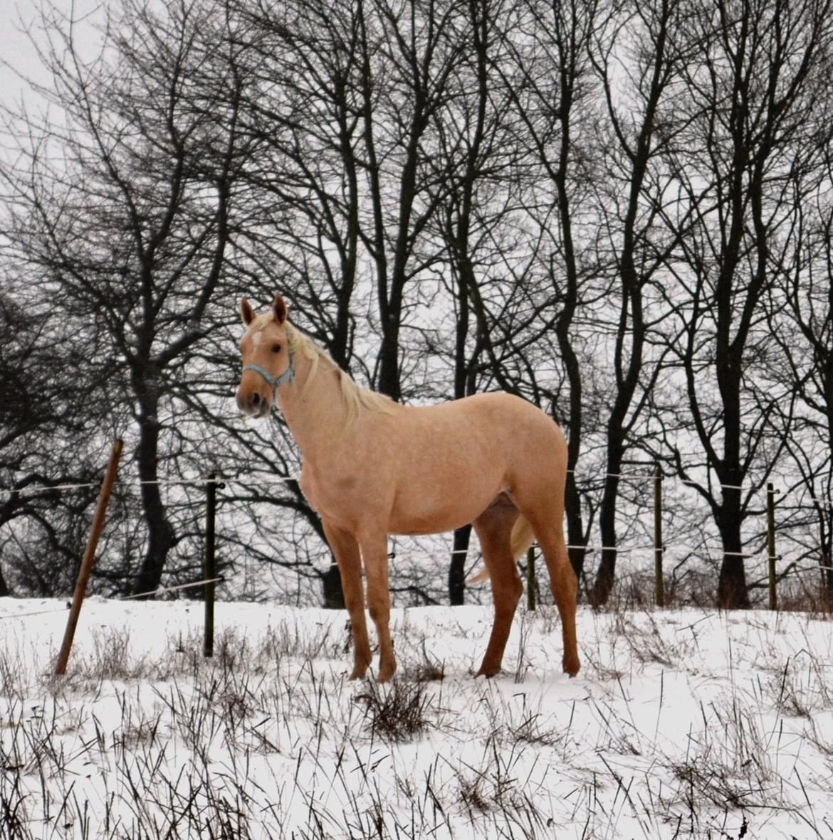 Palomino kvolsbæks westlife wonder billede 4