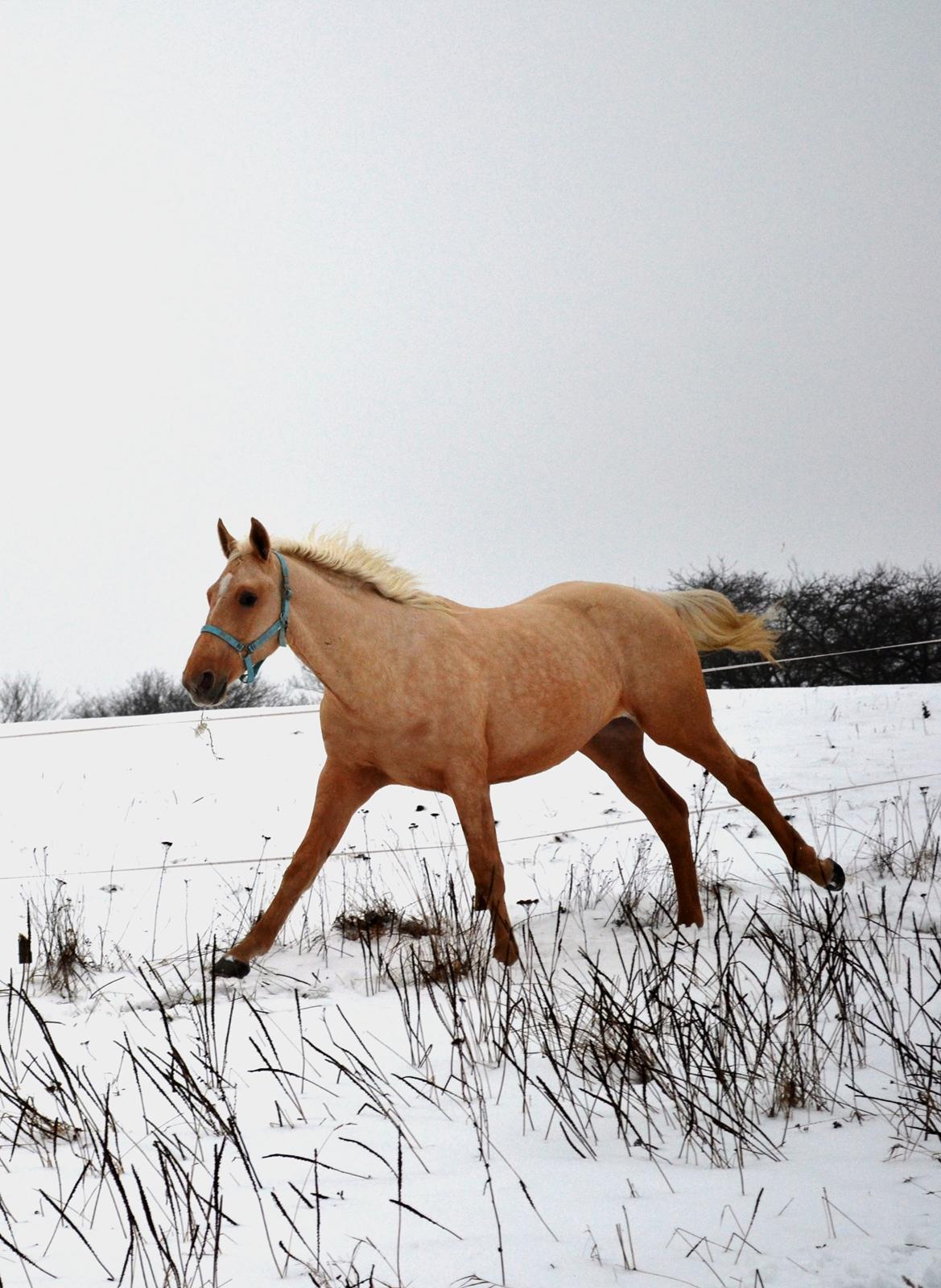 Palomino kvolsbæks westlife wonder billede 3