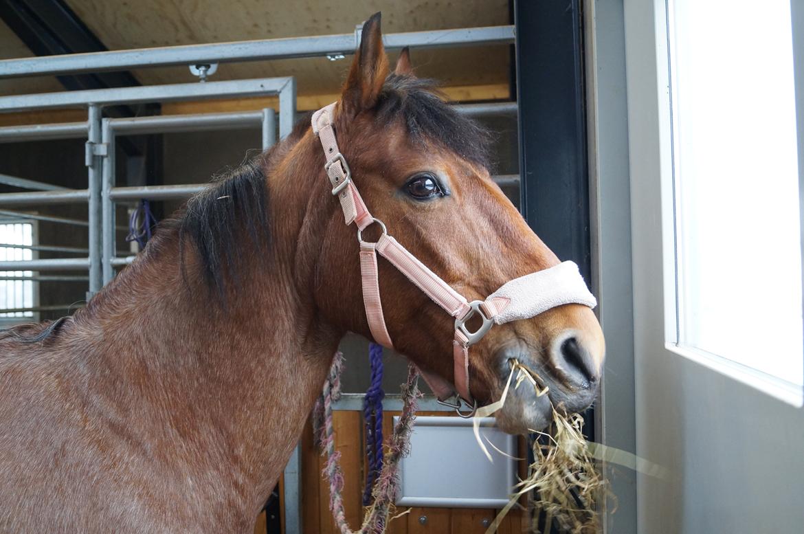 Anden særlig race Magic mix - kigger ud ad døren billede 7