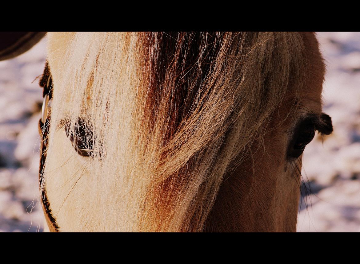 Fjordhest Højgaards Induc billede 13