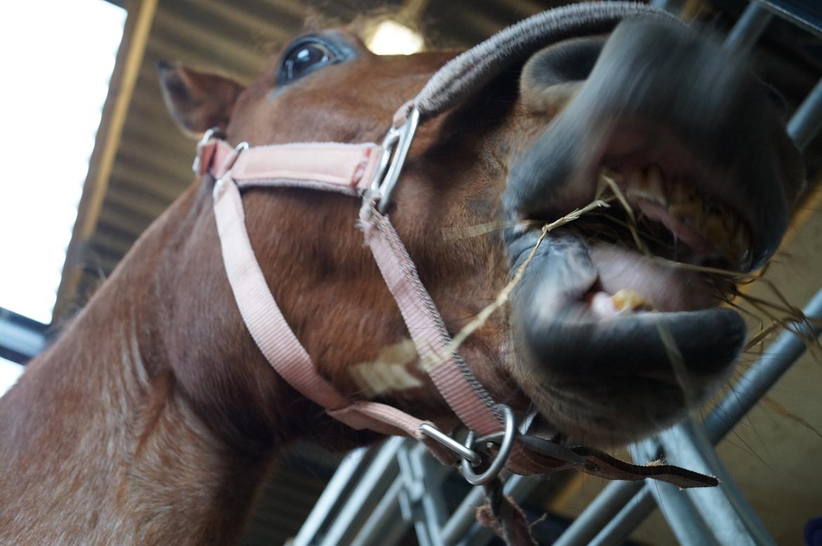 Anden særlig race Magic mix - nu kommer jeg og spiser dig billede 8