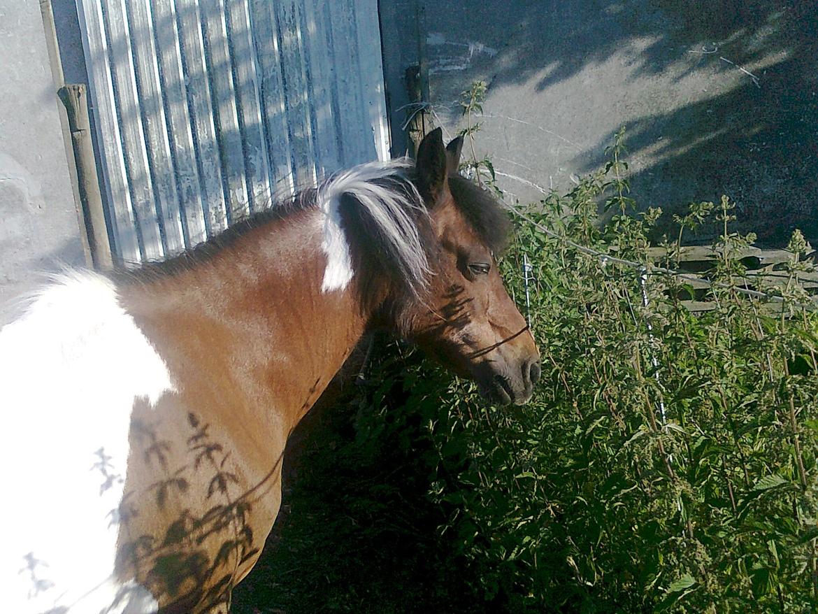 Pinto Musse (bliver til daglig kaldt Rose) billede 2