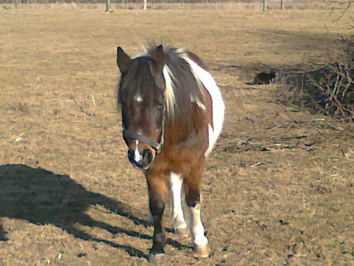 Pinto Musse (bliver til daglig kaldt Rose) billede 3