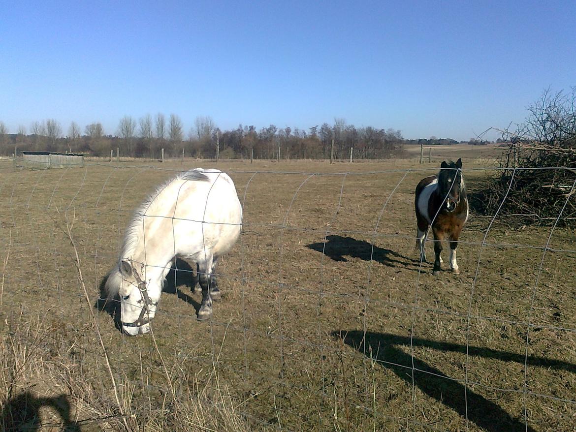 Pinto Musse (bliver til daglig kaldt Rose) billede 4