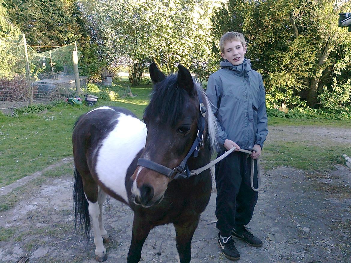 Pinto Musse (bliver til daglig kaldt Rose) billede 6