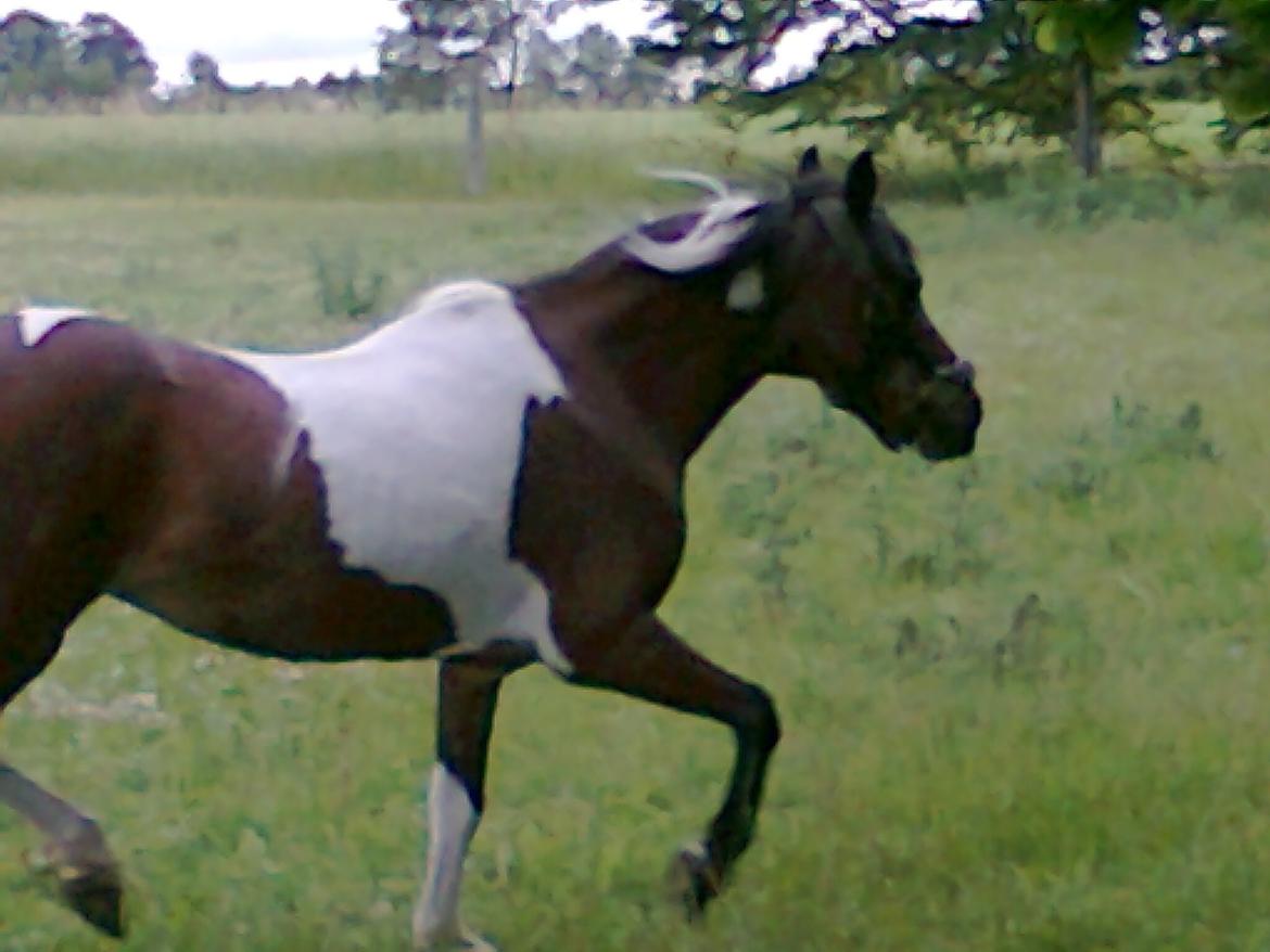 Pinto Musse (bliver til daglig kaldt Rose) billede 10