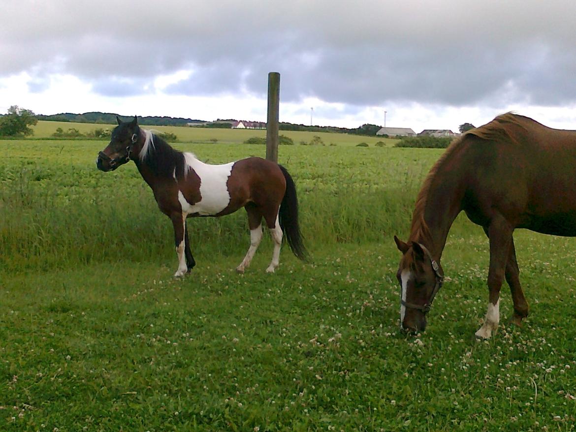 Pinto Musse (bliver til daglig kaldt Rose) billede 11